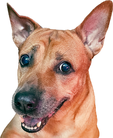 Lucky the Vietnamese Ta dog — campaign mascot