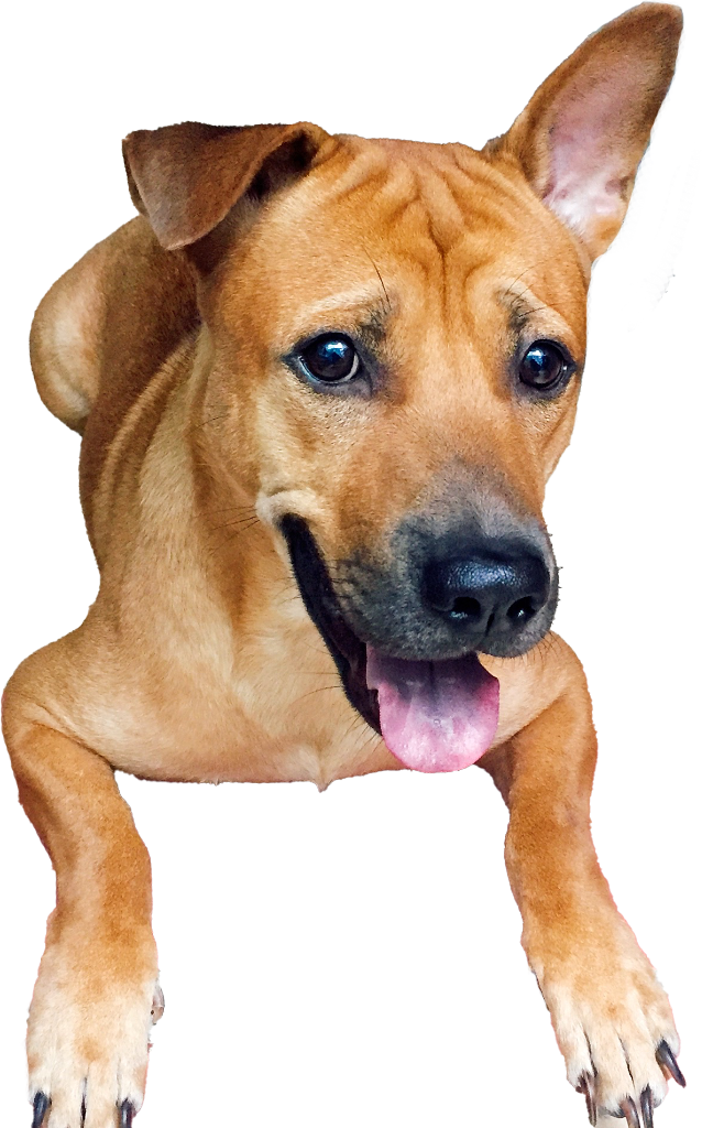 Lucky the Vietnamese Ta dog — campaign mascot